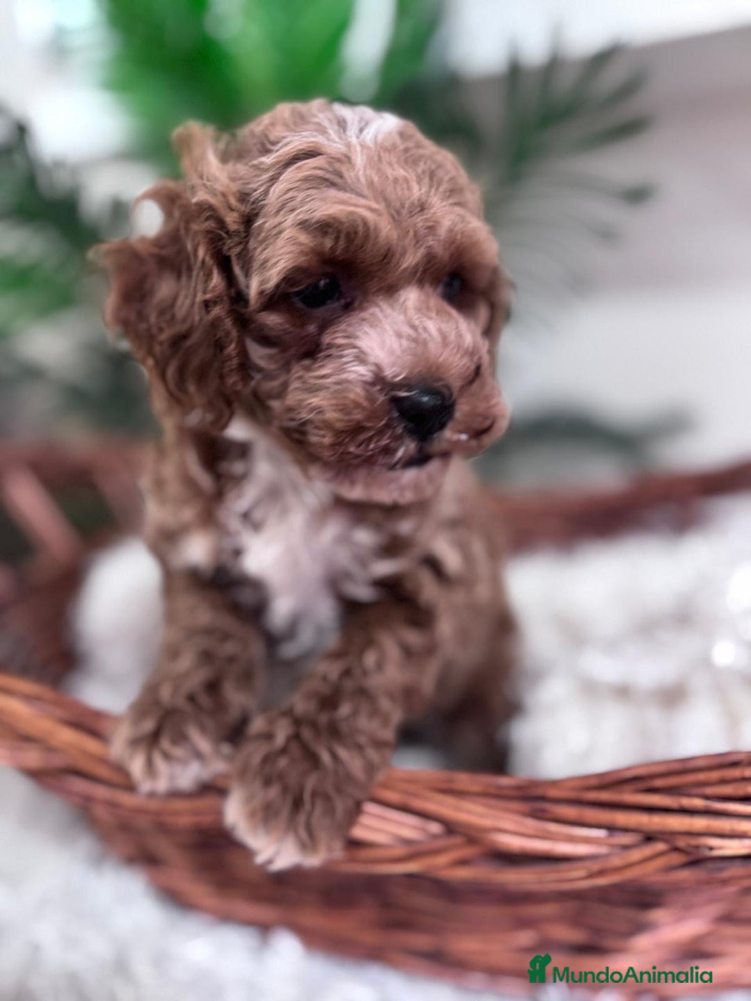 Caniche Toy perros en venta: CANICHE TOY MACHO - Imagen 7