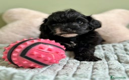 Maltipoo perros en venta: MLTIPOO HEMBRA TOY NEGRA - Imagen 6