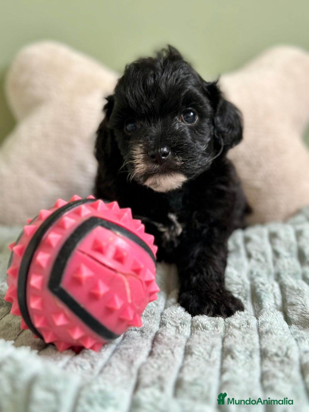 Maltipoo perros en venta: MLTIPOO HEMBRA TOY NEGRA - Imagen 6