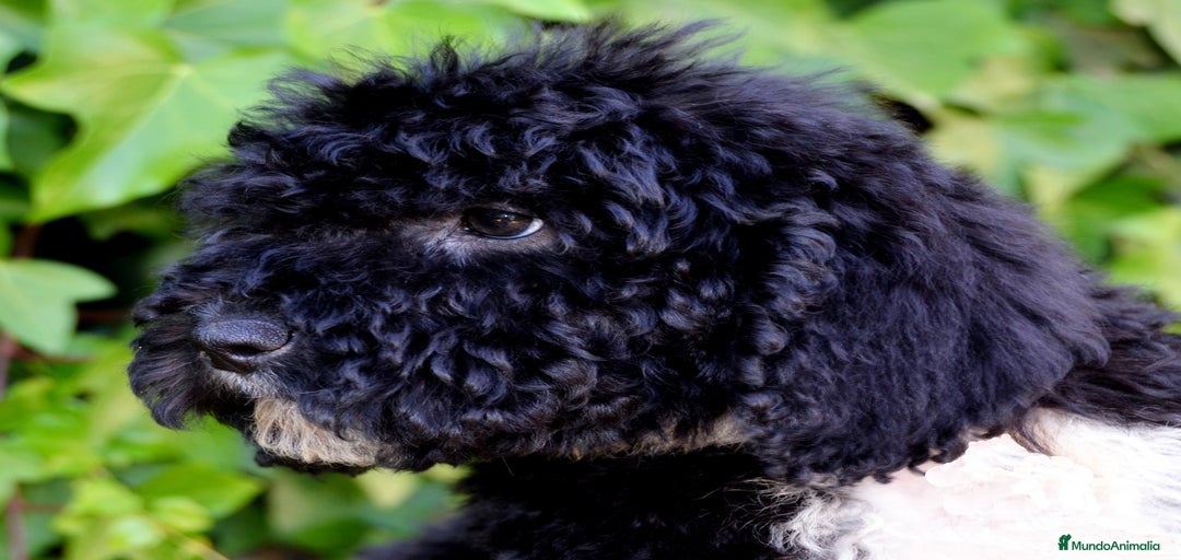 Imagen de galería {{count}}