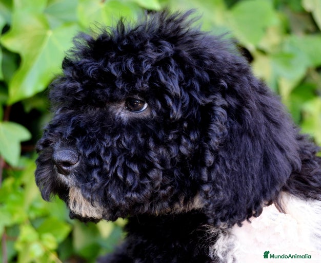 Imagen de galería {{count}}