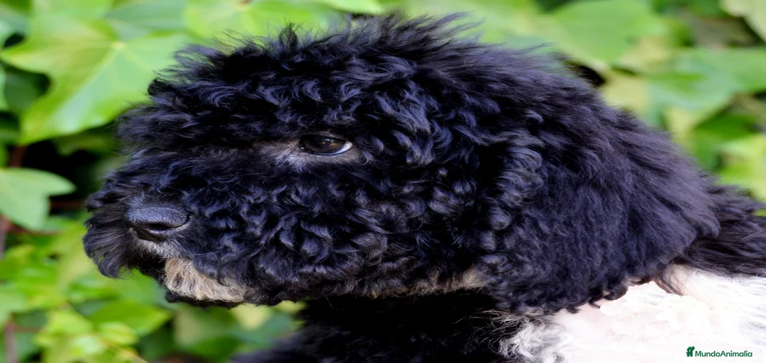 Imagen de galería {{count}}