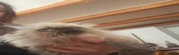 Persa gatos en venta: Persas himalayos mallorca - Anuncio 2