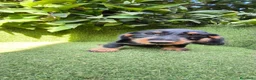 Teckel Miniatura perros en venta: teckel pelo basto corto miniatura  negro fuego  - Anuncio 3