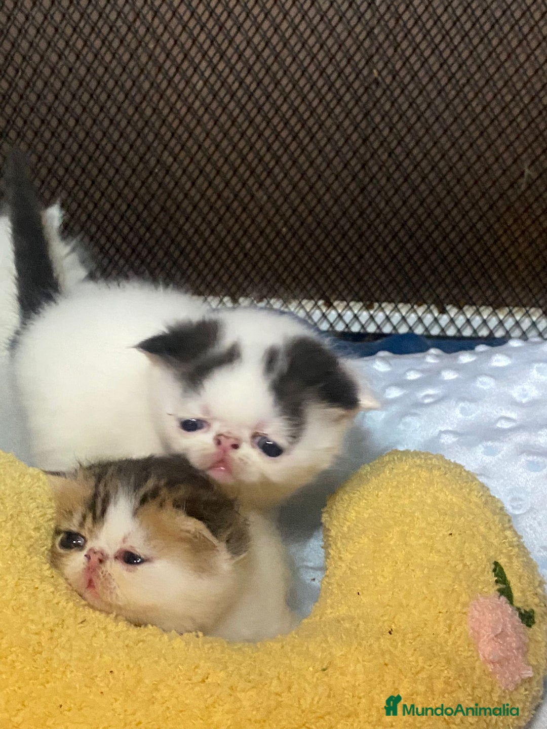 Persa gatos en venta: Camada exótica - Anuncio 9