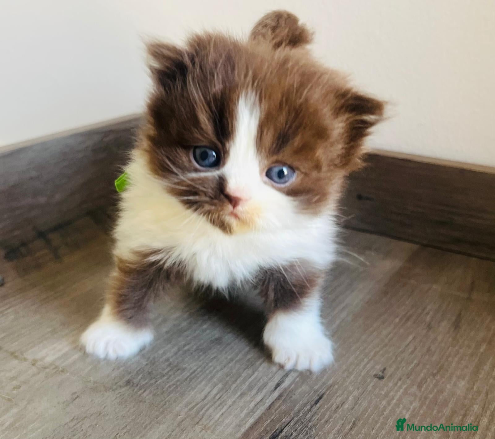 Británico de Pelo Corto gatos British shorthair chocolate  - Anuncio 2