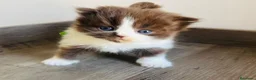Británico de Pelo Corto gatos en venta: British shorthair chocolate  - Anuncio 1