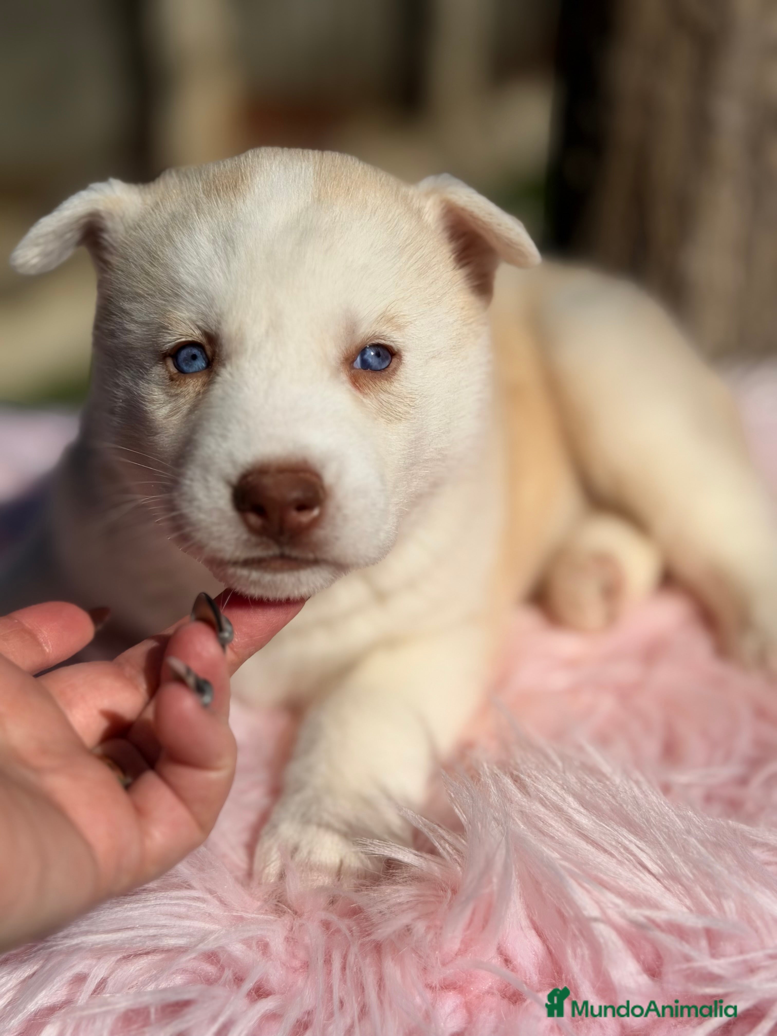 Husky Siberiano perros Husky hembra amarilla  - Anuncio 1