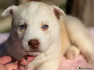 Husky Siberiano perros Husky hembra amarilla - Anuncio 1