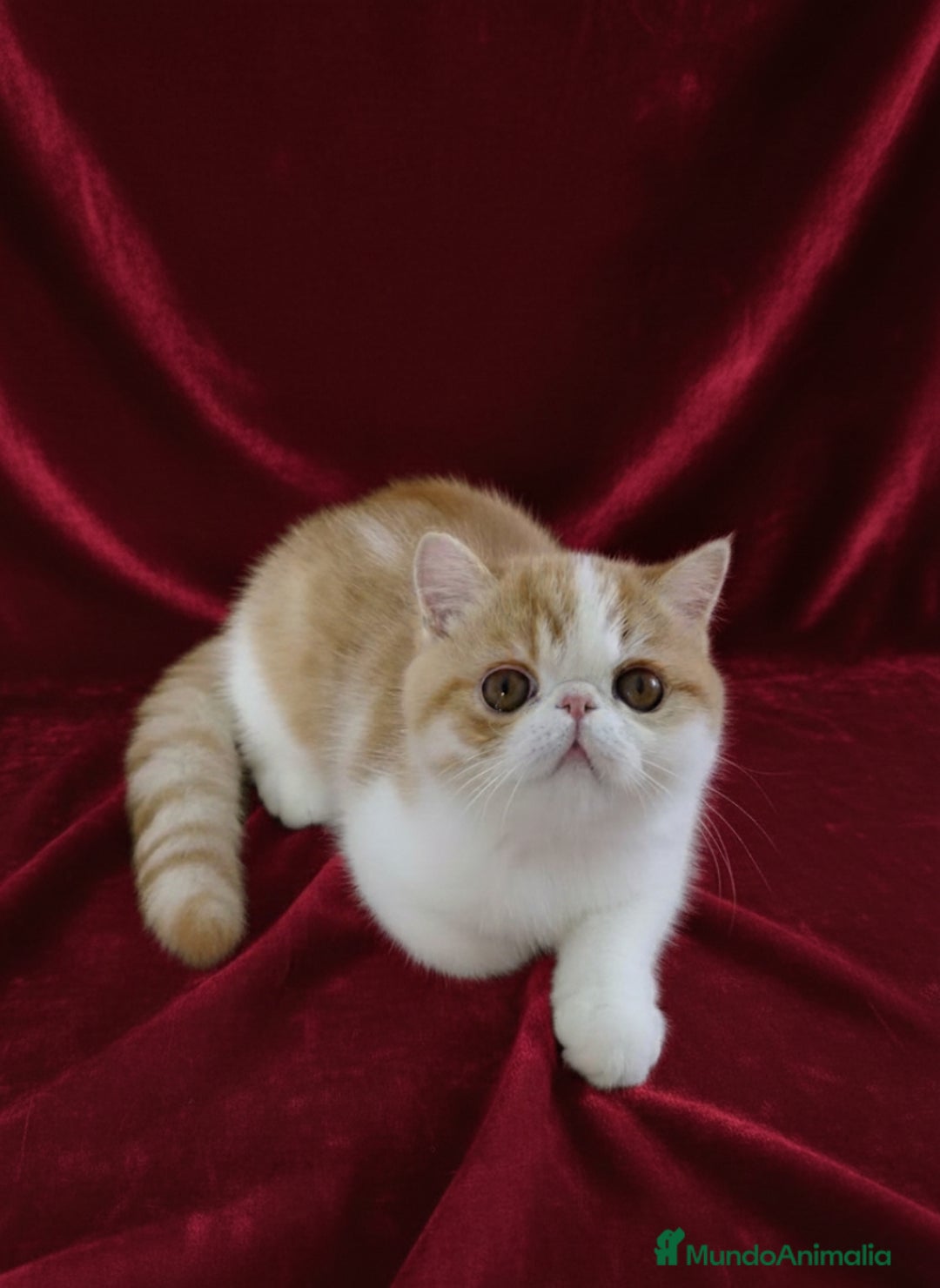 Exótico de Pelo Corto gatos en venta: 🐯 EXOTIC SHORTHAIR RED TABBY & WHITE - Anuncio 3