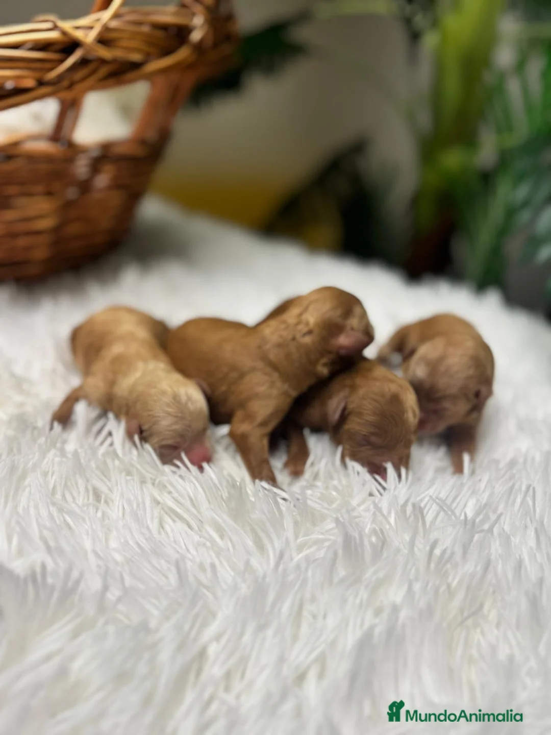 Caniche Toy perros en venta: CANICHE TOY - Anuncio 2