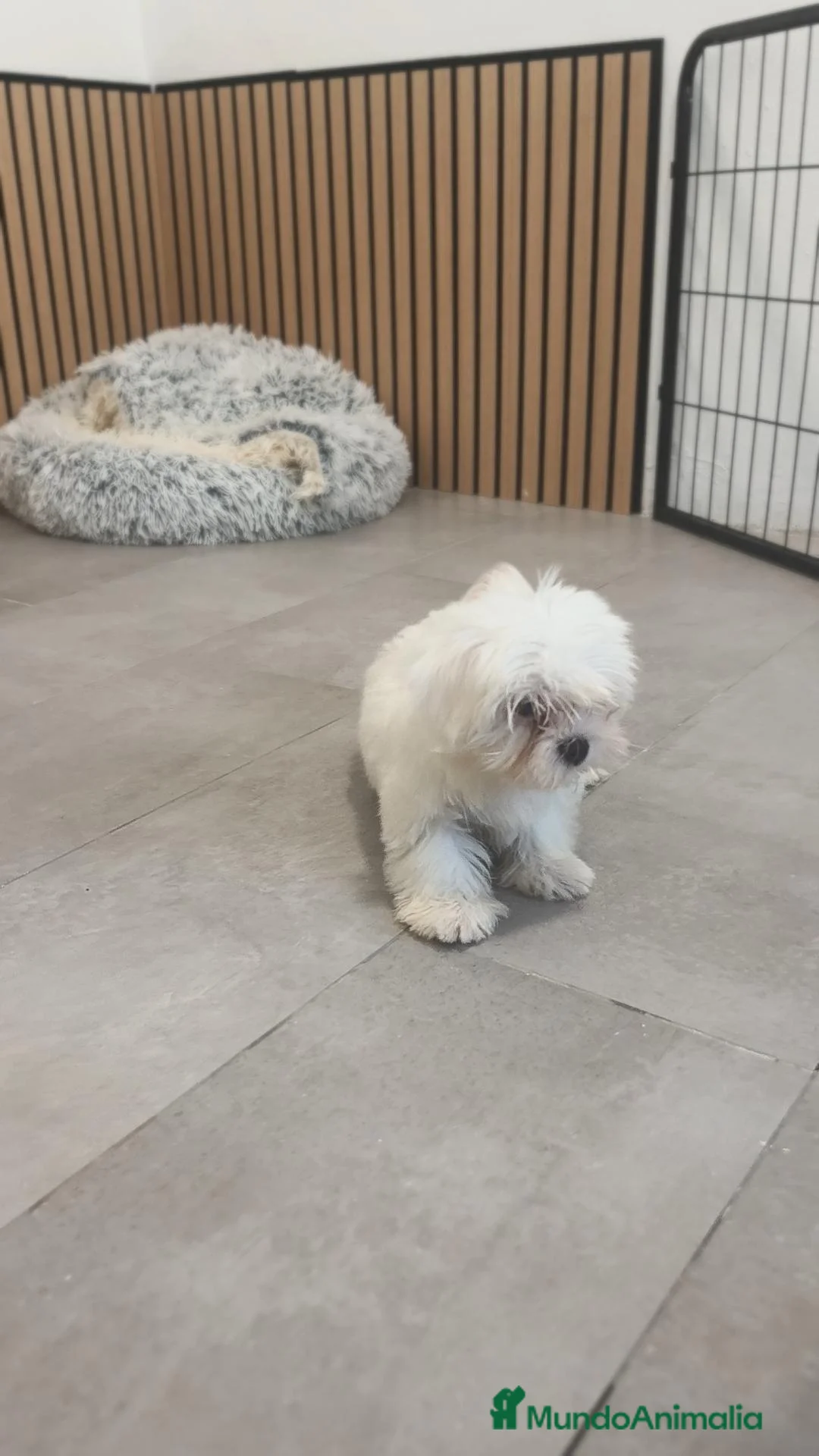 Bichón Maltés perros en venta: Machito Bichón maltés disponible  - Anuncio 1