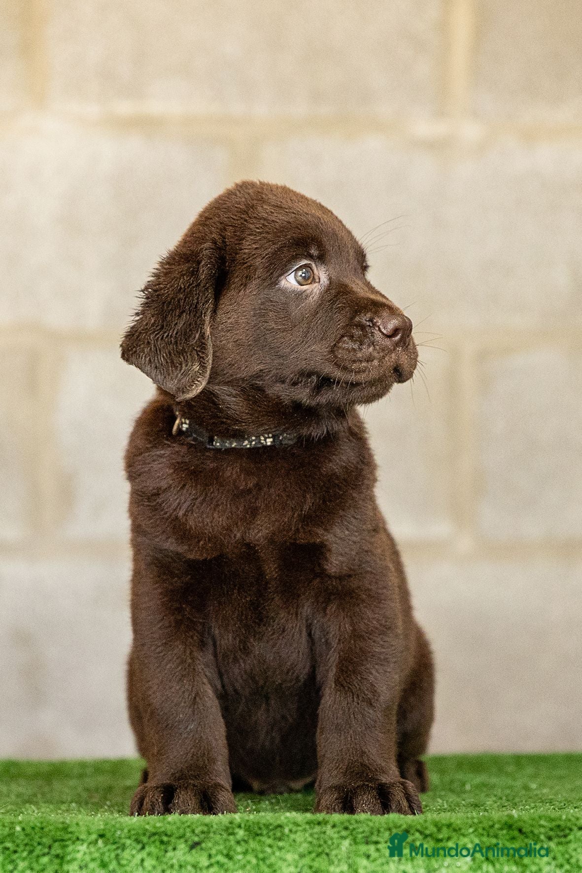 Labrador Retriever perros LABRADOR CHOCOLATE DISPONIBLE - Anuncio 1