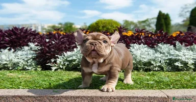 Bulldog Francés perros - Anuncio 6