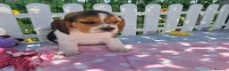 Beagle perros en venta: Bebés Beagles (machos) - Anuncio 4