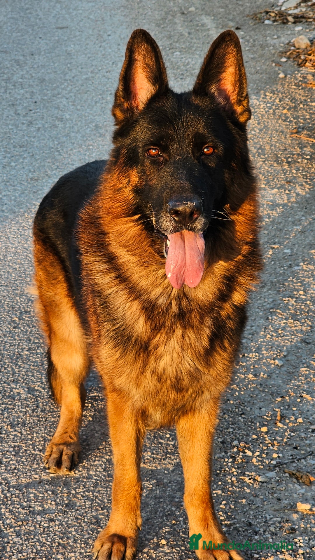 Pastor Alemán perros en venta: Espectaculares pastores alemanes  - Imagen 2