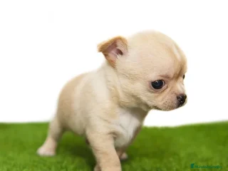 Chihuahua perros - Anuncio 29