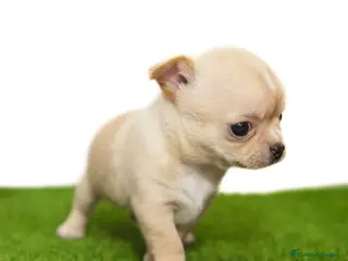 Chihuahua perros Chihuahuas miniatura disponibles - Anuncio 7