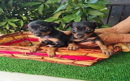 Ratón de Praga perros en venta: Raton de praga - Imagen 1