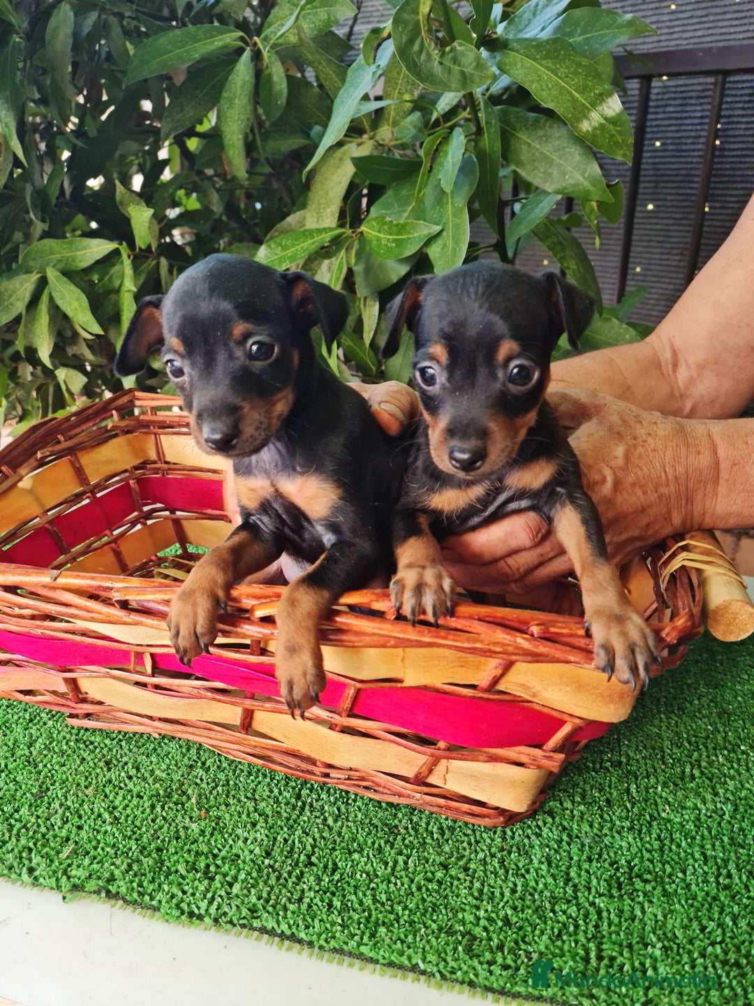 Ratón de Praga perros en venta: Raton de praga - Imagen 1