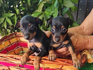 Ratón de Praga perros - Anuncio 3