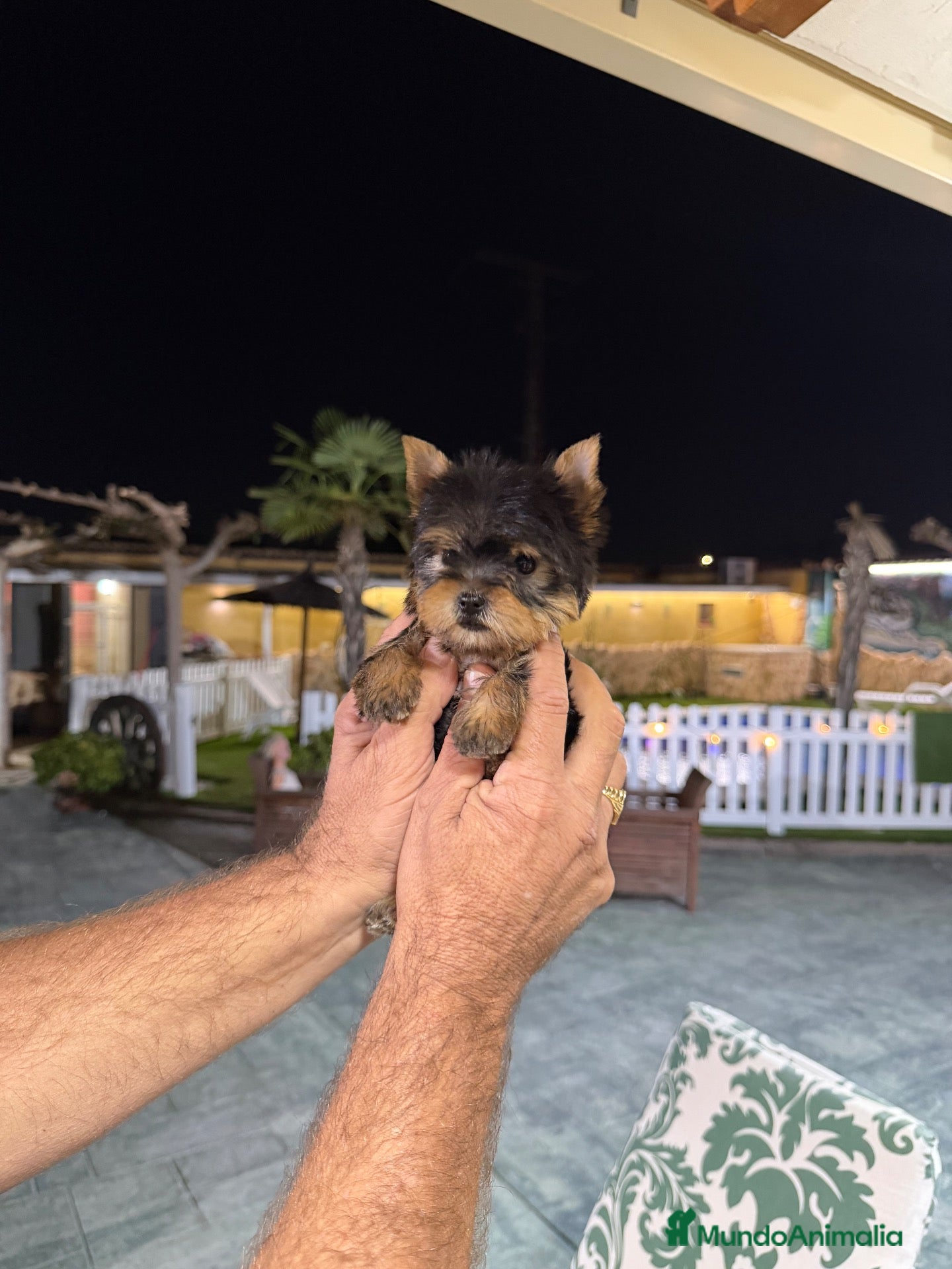 Yorkshire Terrier perros en venta: Excelente Yorkshire toy - Anuncio 1