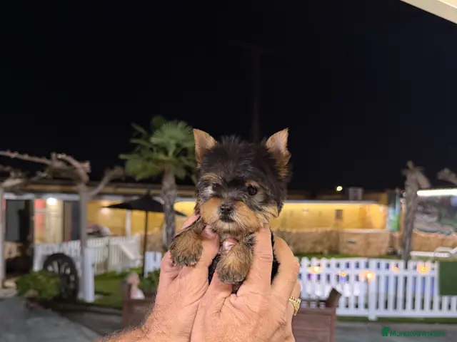 Yorkshire Terrier perros en venta: Excelente Yorkshire toy - Anuncio 1