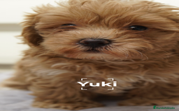 Maltipoo perros en venta: 🐾 LA PEQUEÑA YUKI, MALTIPOO AMOROSA 🐾 - Imagen 1