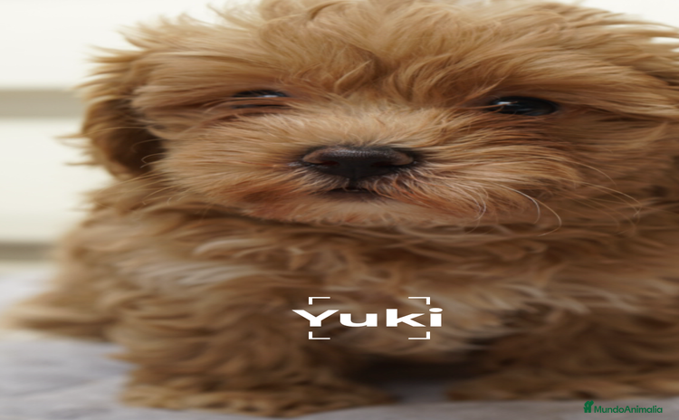 Maltipoo perros - Anuncio 2