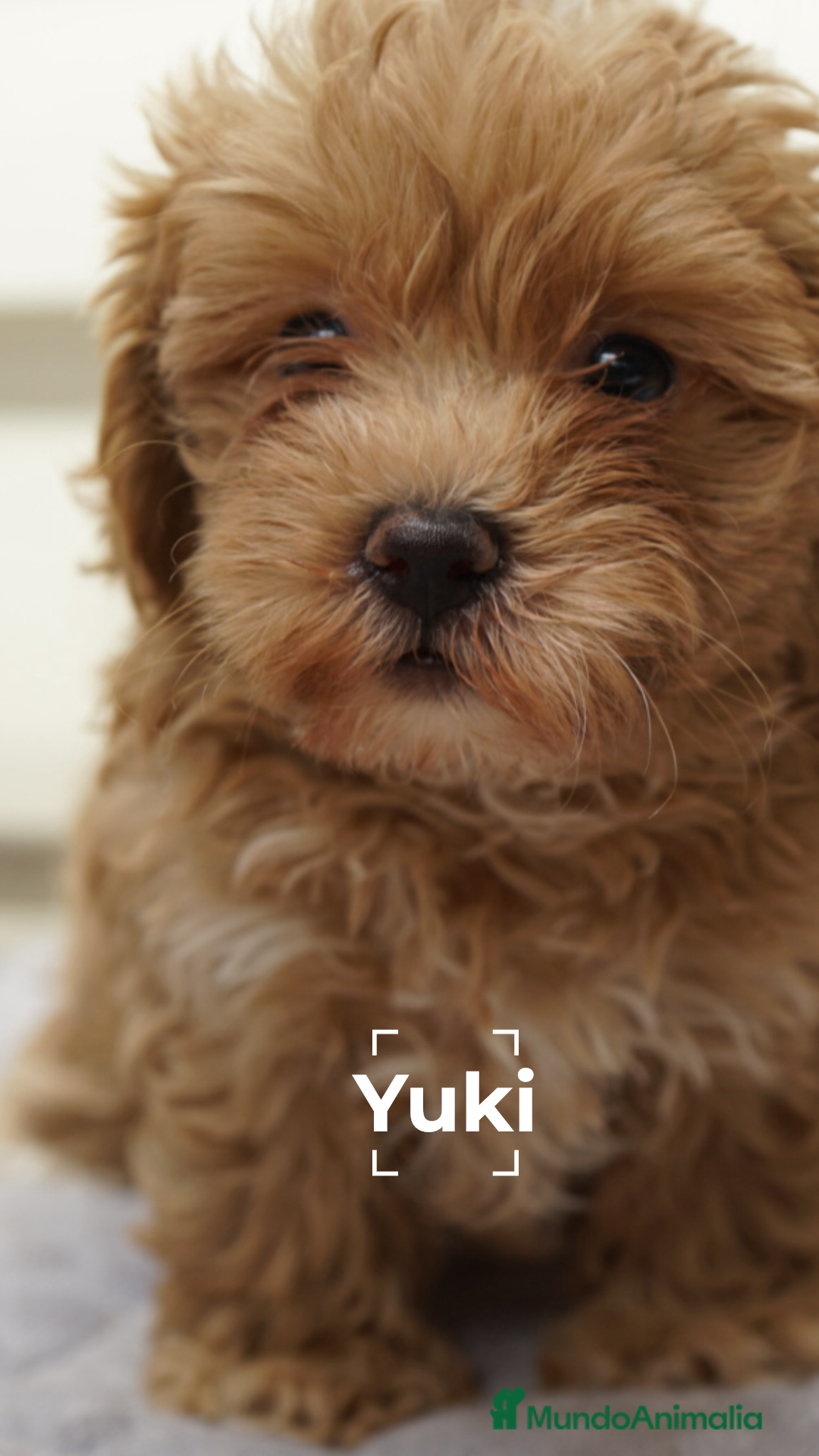 Maltipoo perros en venta: 🐾 LA PEQUEÑA YUKI, MALTIPOO AMOROSA 🐾 - Imagen 1
