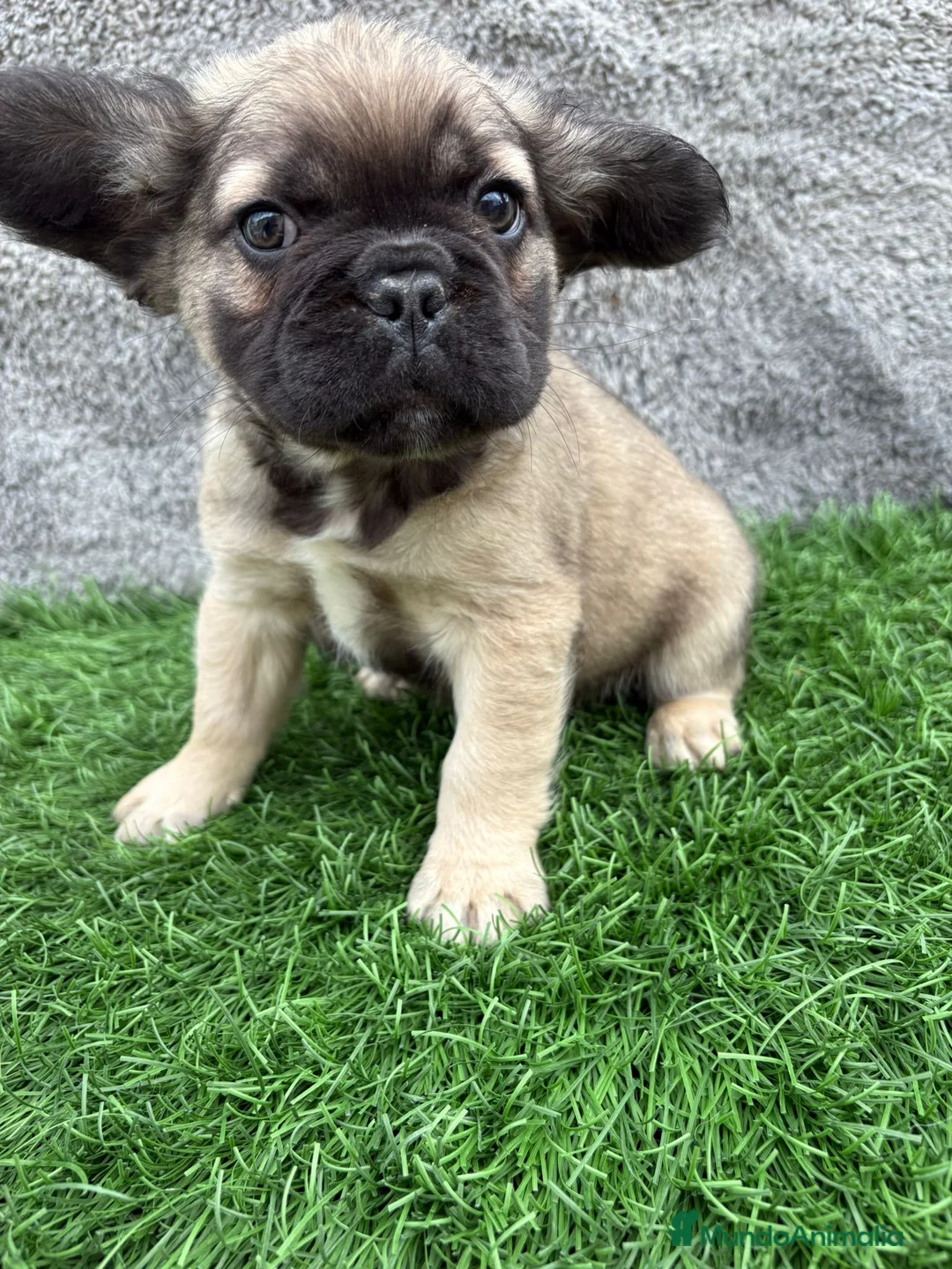 Bulldog Francés perros en venta: Cachorros Bulldog Frances Fluffy macho y hembra - Anuncio 25