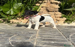 Fox Terrier de Pelo Liso perros en venta: Disponible preciosa camada fox terrier  - Imagen 2