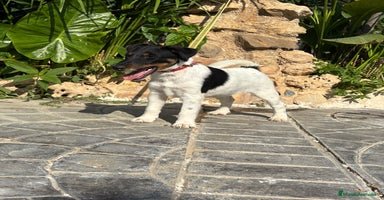 Fox Terrier de Pelo Liso perros - Anuncio 8
