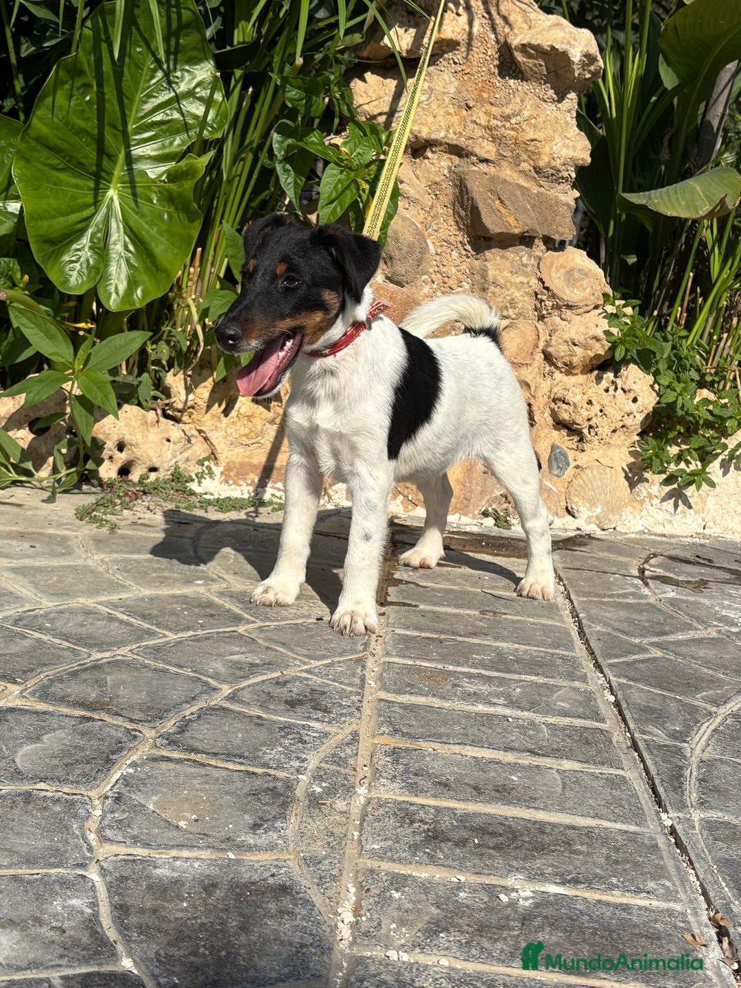 Fox Terrier de Pelo Liso perros en venta: Disponible preciosa camada fox terrier  - Imagen 2