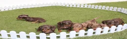 Teckel Miniatura perros en venta: Teckels Miniatura#Calidad, seriedad y seguimiento - Anuncio 7