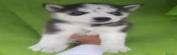 Husky Siberiano perros en venta: Preciosos husky puppies 🐺 - Anuncio 2