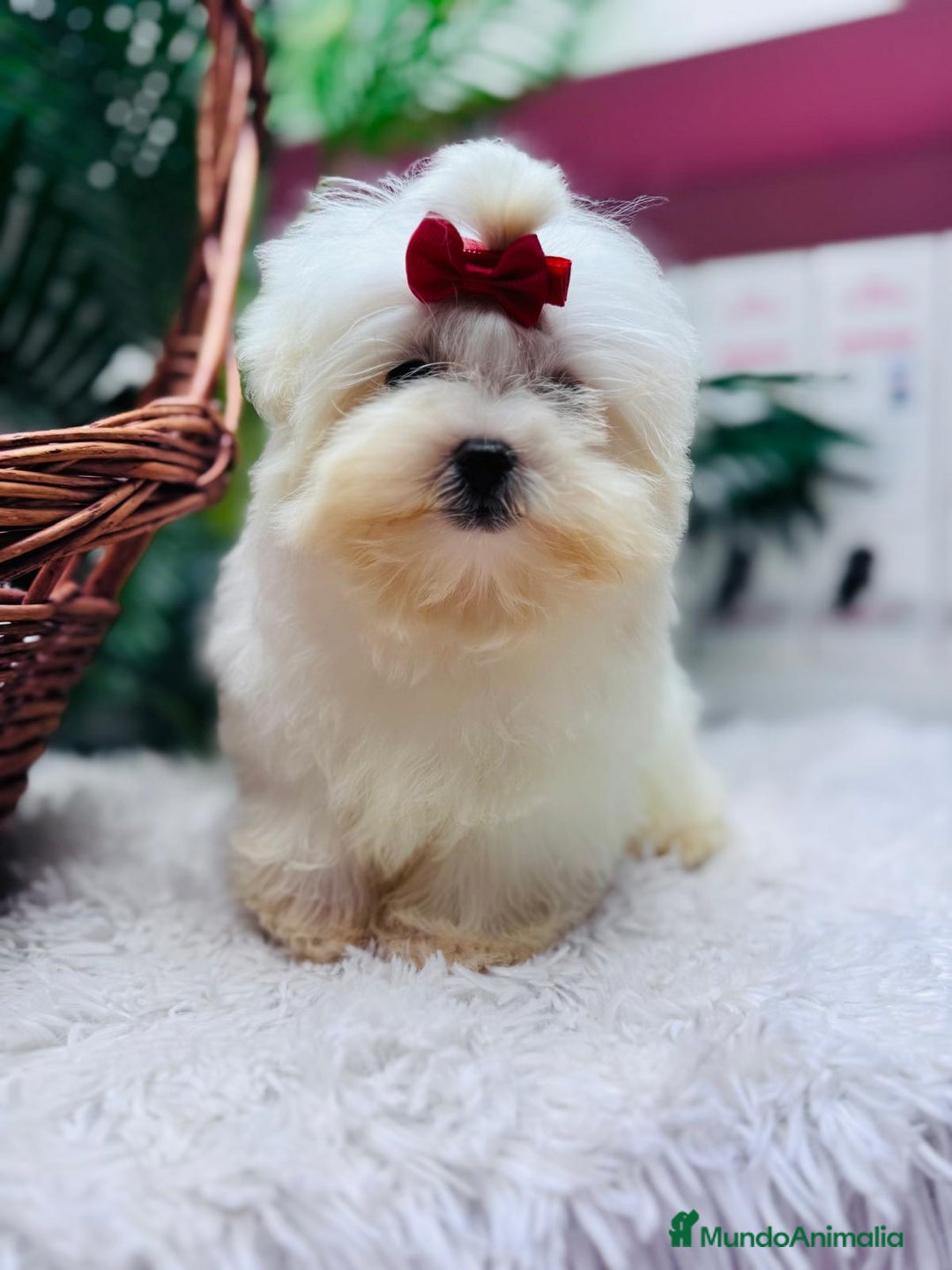 Bichón Maltés perros en venta: BICHON MALTES HEMBRA - Anuncio 14