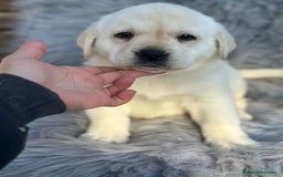 Labrador Retriever perros en venta: Labrafor amarillo  - Anuncio 1