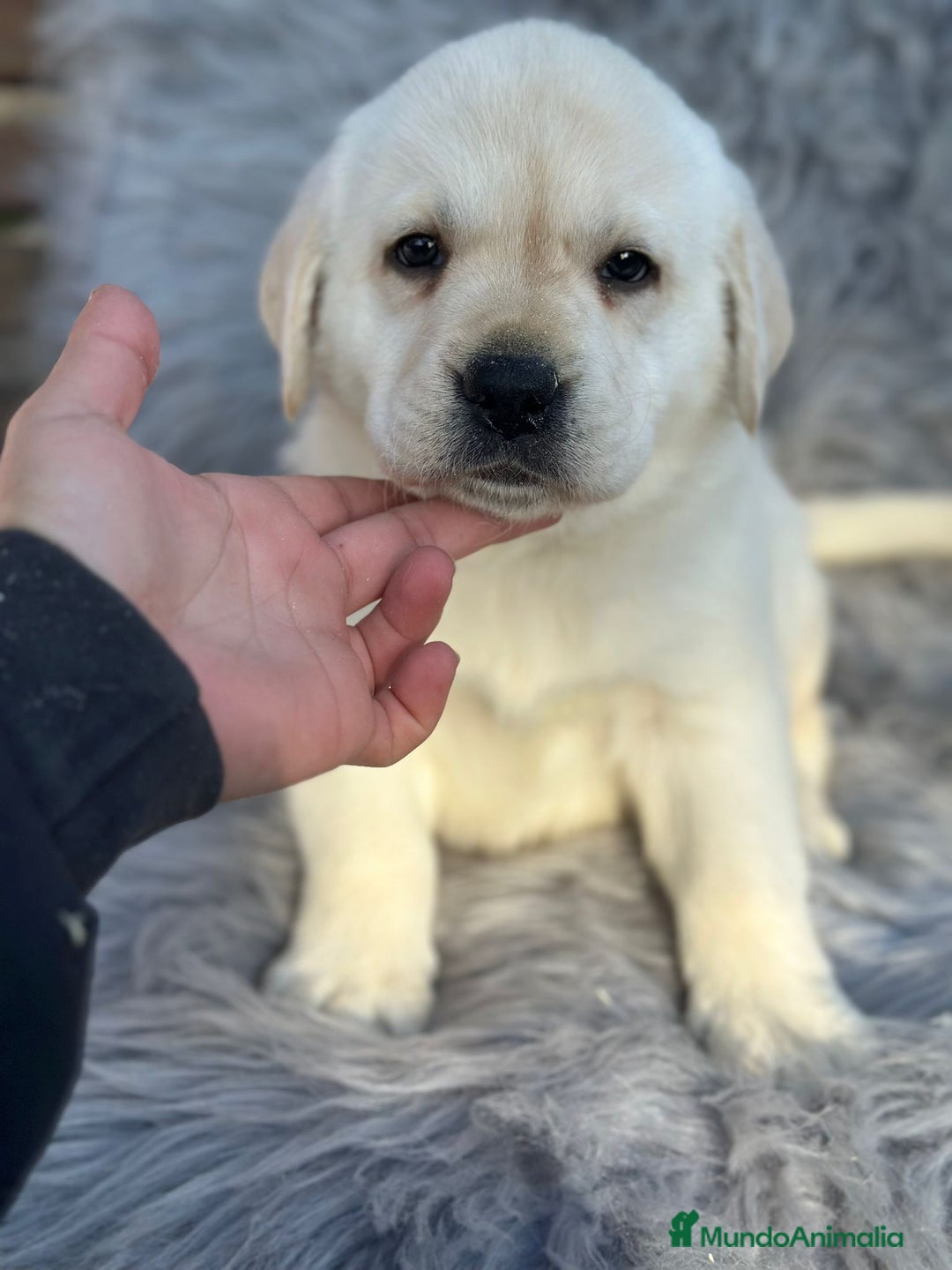 Labrador Retriever perros en venta: Labrafor amarillo  - Anuncio 1