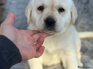 Labrador Retriever perros Labrafor amarillo - Anuncio 1
