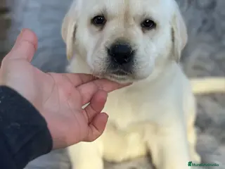Labrador Retriever perros Labrafor amarillo - Anuncio 13