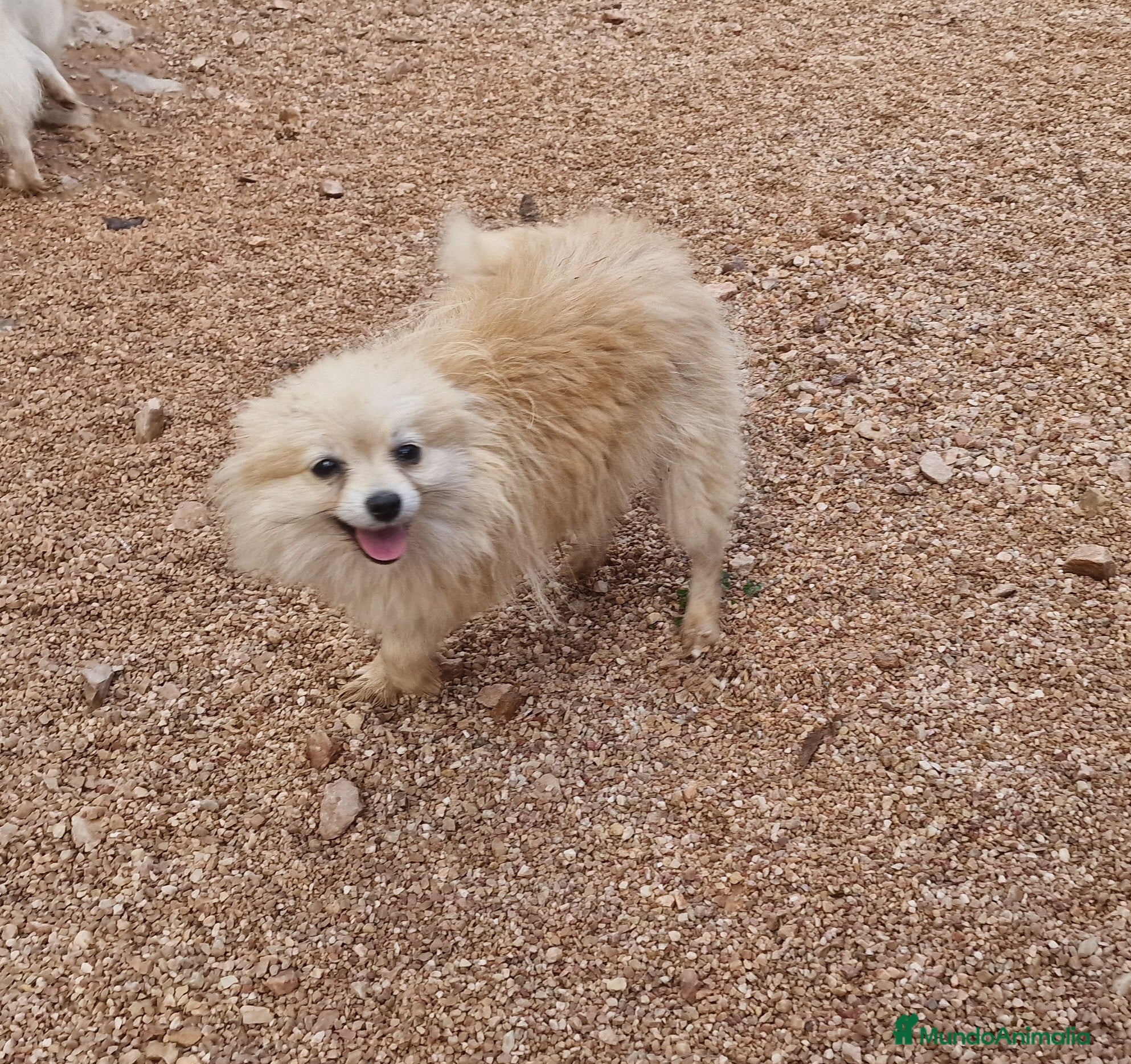 Pomerania perros Pomerania 50% linea rusa - Anuncio 2