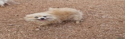 Pomerania perros en venta: Pomerania 50% linea rusa - Anuncio 2