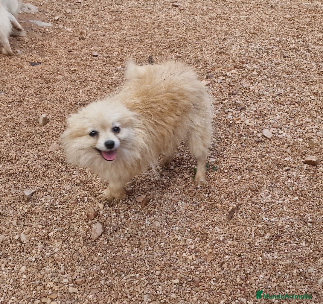 Pomerania perros en venta: Pomerania 50% linea rusa - Anuncio 2