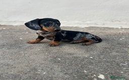 Teckel Miniatura perros en venta: TECKEL MINIATURA ARLEQUIN PLATA  - Imagen 2