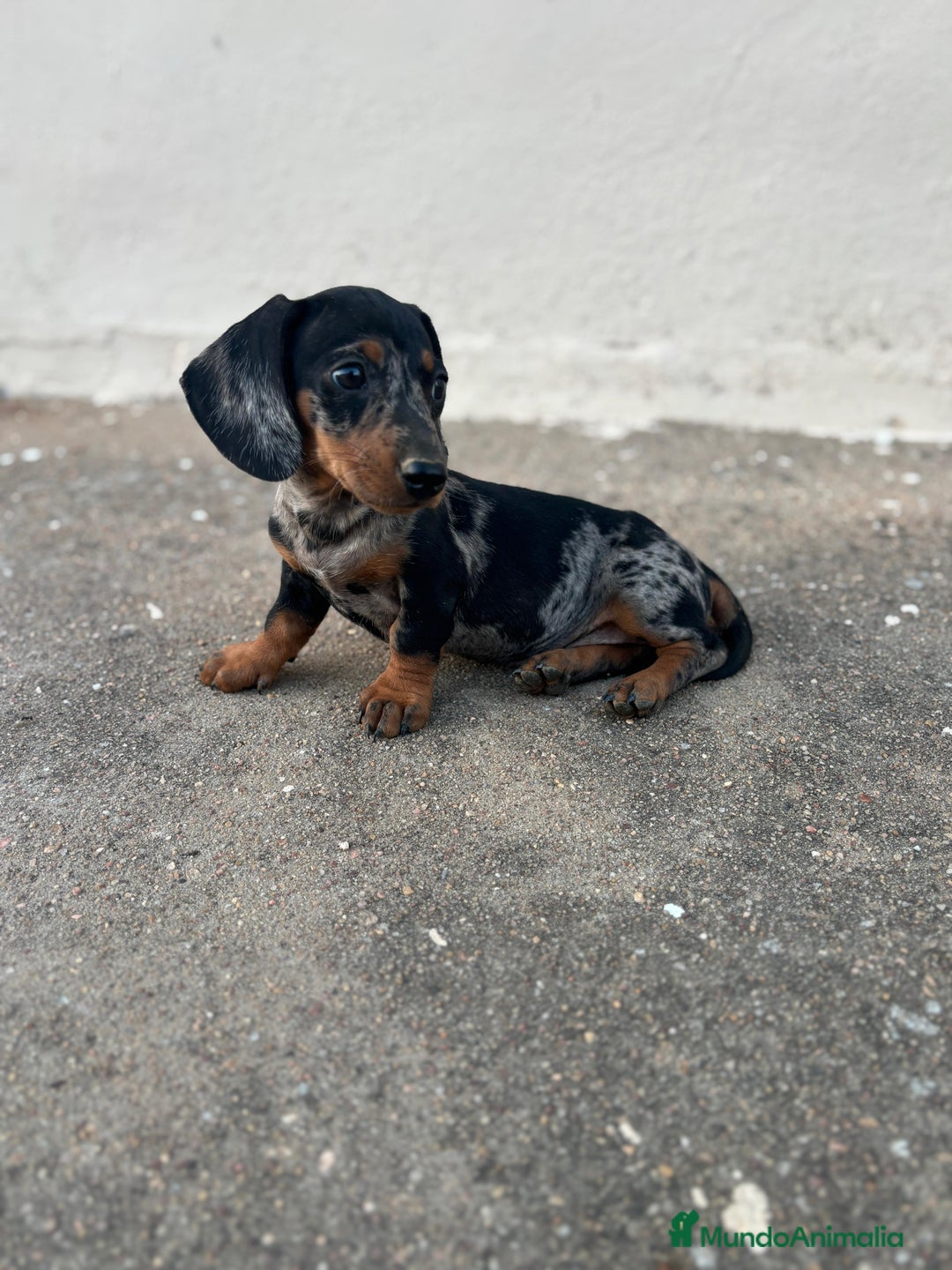 Teckel Miniatura perros en venta: TECKEL MINIATURA ARLEQUIN PLATA  - Imagen 2