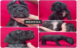 Dogo Alemán perros en venta: Cachorros bebes - Imagen 2