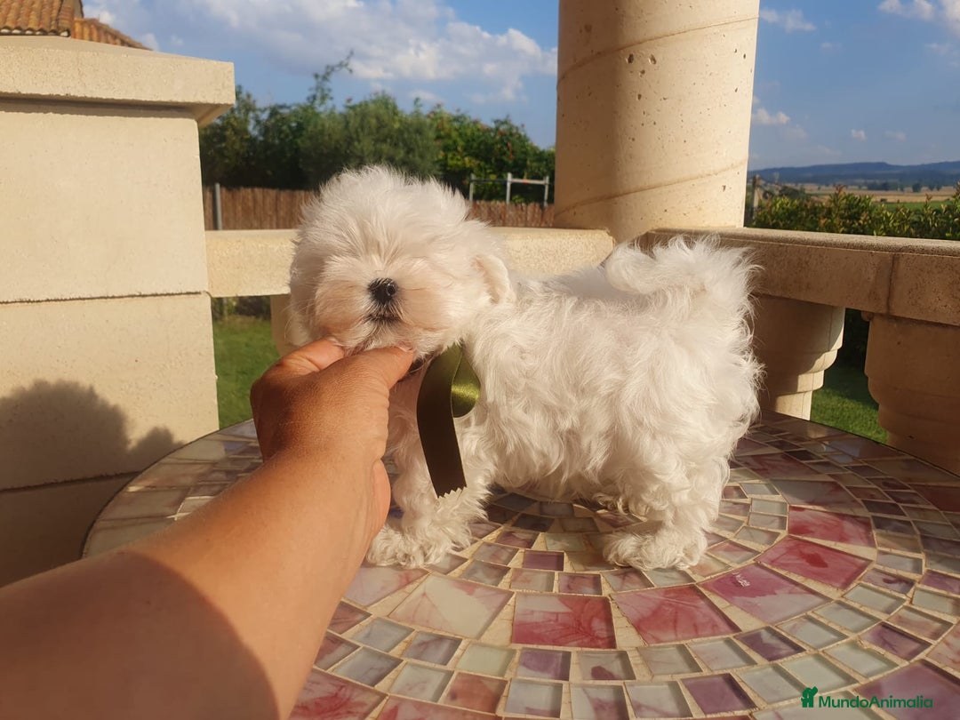 Bichón Maltés perros en venta: Bichon Maltes  - Imagen 6