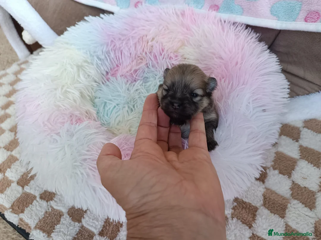 Pomerania perros en venta: POMERANIA MACHITO PRECIOSO - Anuncio 3