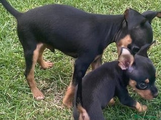 Pinscher Miniatura perros - Anuncio 9